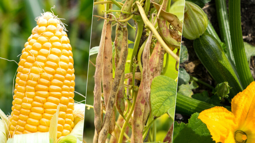 TOP 3 povrća koja se siju u aprilu i odlični su susjedi u vrtu