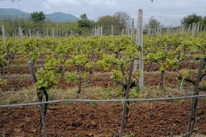 Nestabilan maj neće ugroziti vinovu lozu?