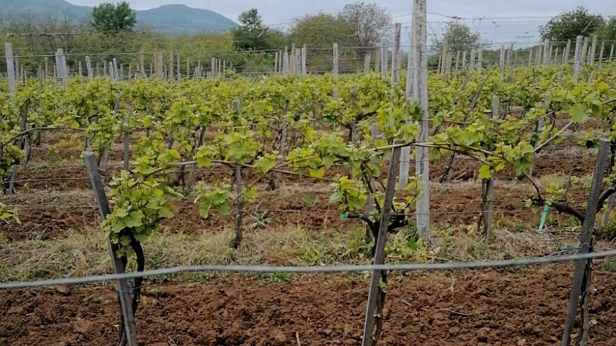 Nestabilan maj neće ugroziti vinovu lozu?