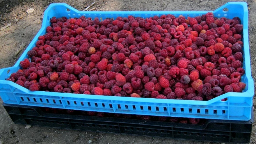 Cenu maline kompenzuje prinosom