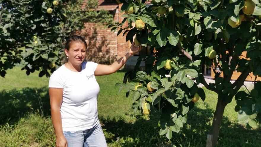 Gosti sa drugog kraja sveta beru srpsko voće uz zrikavce