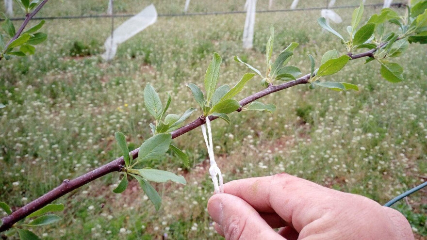 Povijanje mladara i letorasta na voćkama: Greške i saveti