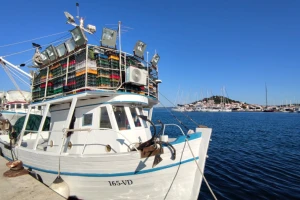 Hrvatski oslić u šibenskim vrtićima! A, zašto ne u cijeloj Hrvatskoj?