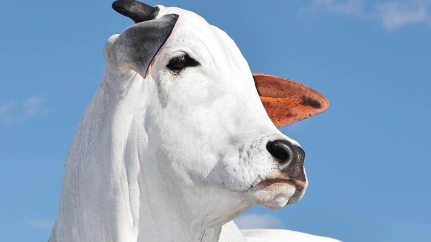 Nelore krava najskuplja na svetu - koliko košta doza sperme bikova?