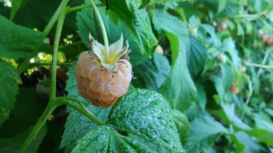 Po čemu se bela malina razlikuje od crvene i koje su joj prednosti?