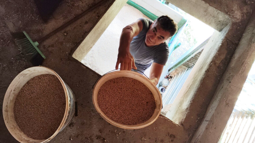 Želite da prodate pšenicu Robnim rezervama? Ovo su uslovi