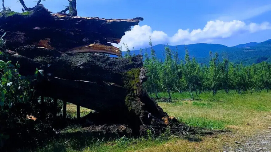 Oluja iščupala iz korena hrast zapis star četiri veka