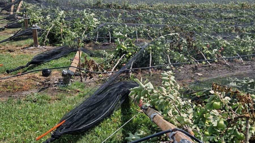 Šteta u voćnjacima stoprocentna. Ko će nastaviti da se bavi ozbiljnom proizvodnjom?