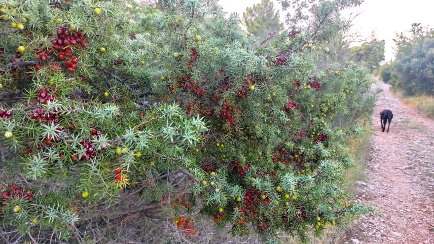 Smriča ili šmrika, primorska sestra ljekovite borovice