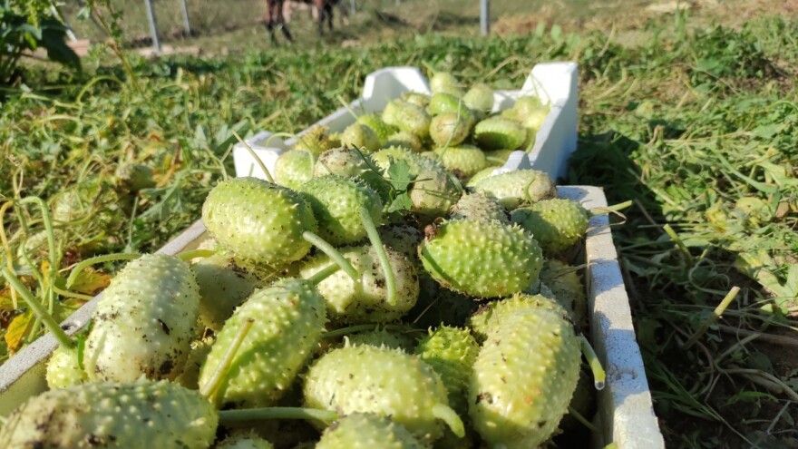 Istočna egzotika uspeva i na našem zemljištu - bodljikavi krastavac prijatnog ukusa