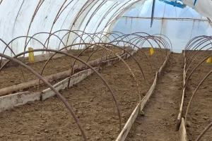Pripremite plastenik za novu sezonu: Uklonite biljne ostatke, očistite alat, zamenite zemlju?