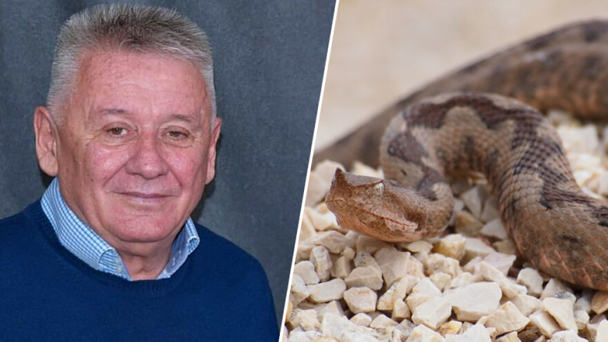 Velju Ilića ujela zmija u voćnjaku. Od 10 vrsta, tri su otrovnice, a sve su još uvek aktivne?