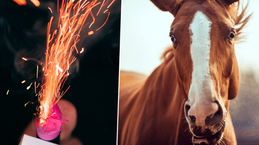 Koje domaće životinje su najosjetljivije na buku petardi i druge pirotehnike?