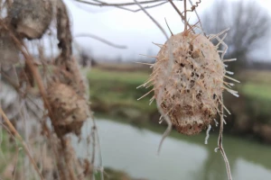 Invazivna tikvica kod nas živi najmanje 75 godina - je li štetna ili korisna?
