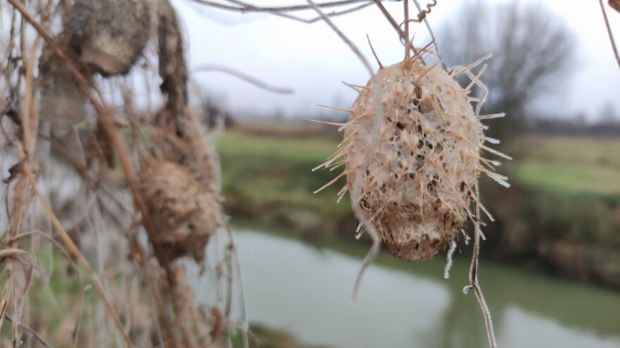 Invazivna tikvica kod nas živi najmanje 75 godina - je li štetna ili korisna?