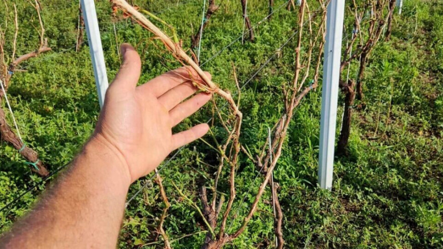 Šteta u vinogradu od grada stoprocentna: Pomoći od države nema?