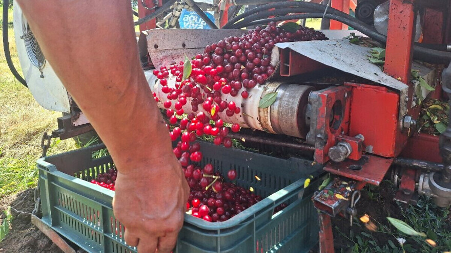 Berba višnje: Velika potražnja - otkupna cena preko 100 dinara