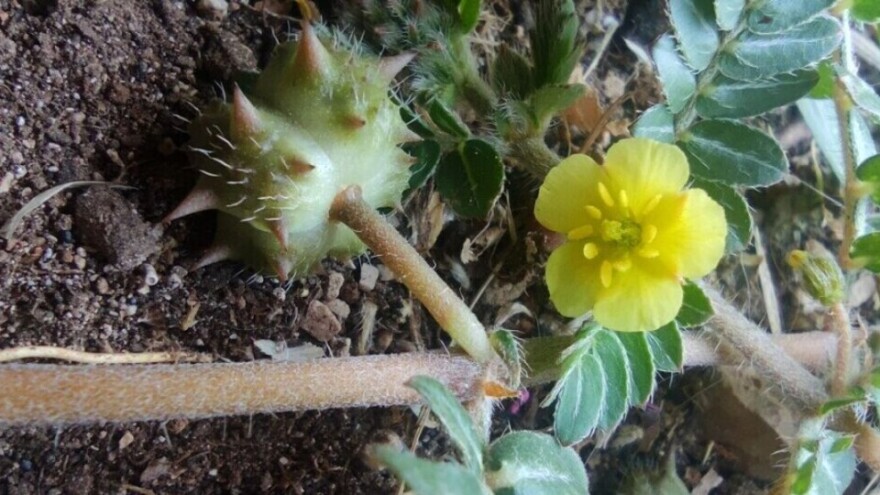 Zemaljski babin zub - korov ili prirodni stimulator seksualnih funkcija?