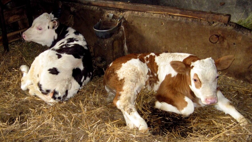 Kako i zašto krave "jedu" same sebe?