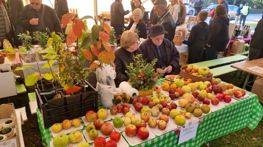 Čuvari genetskog blaga: Cernik i ove jeseni, u spomen na Vjeku Hudolina, slavio stare sorte voća