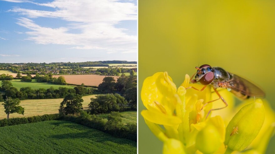 Kako drveće na rubovima parcela privlači osolike muhe i štiti usjeve?