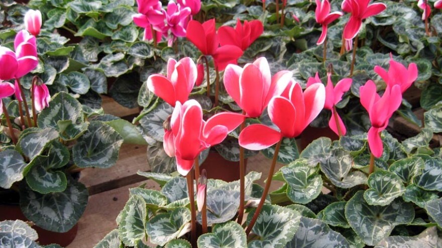 Ciklama - zahtevna nežna dama među cvećem