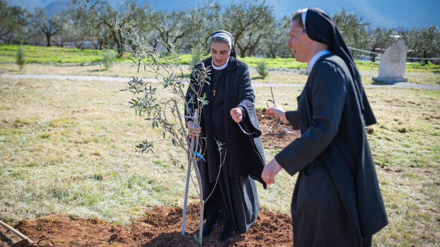 U Bijelom polju časne sestre franjevke  posadile  33 bijele masline!