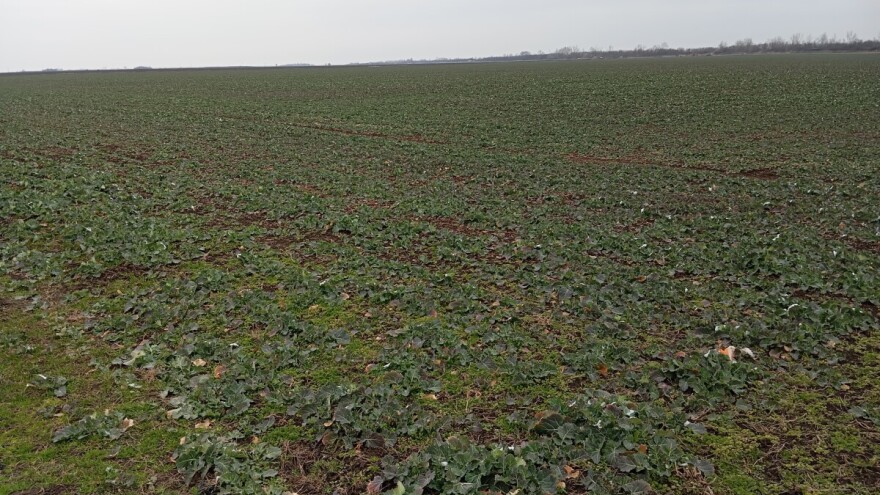 RHMZ: Narednih dana i do  17 °C, padavine neophodne za nastavak vegetacije