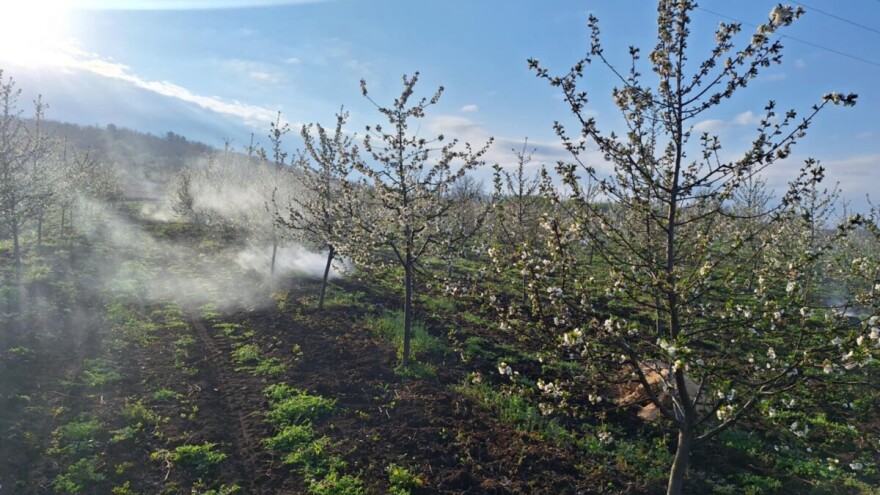 Mraz se ne šali, voćari zadimljavanjem pokušavaju da sačuvaju zasade. Da li će uspeti?