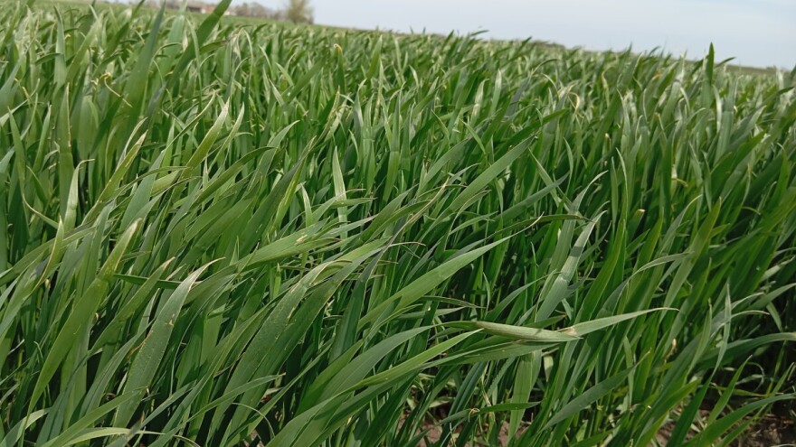 Kišovito i vetrovito i narednih dana, povoljni uslovi za razvoj biljnih bolesti