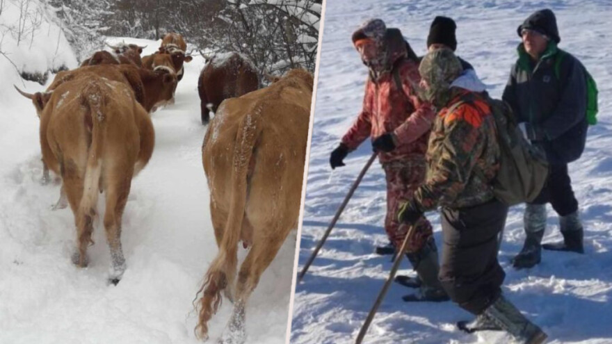 Unatoč mećavi spasili krdo s više od 120 krava - jedna pokazala put