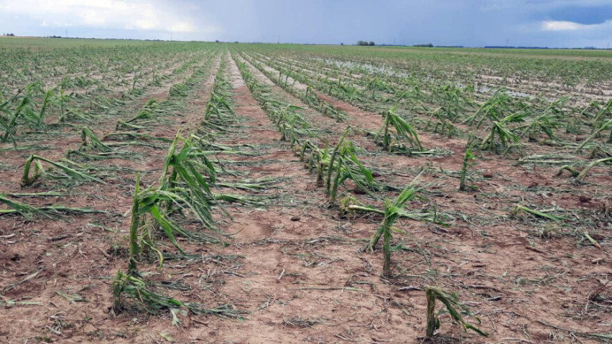 Kukuruz: Pregrmeo mraz i oluju, šta će tek biti - da li je do nas?
