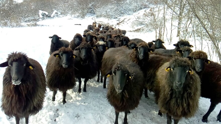 Autohtona karakačanska ovca i dalje opstaje u Srbiji
