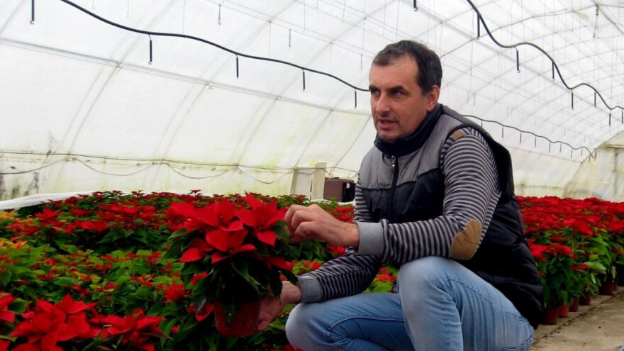 Repromaterijal poskupeo 100%, a cveće samo 10%