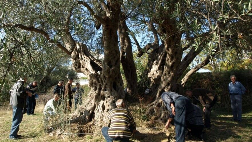 Proizveli ulje od masline stare 2.240 godina i darovali ga princu Charlesu