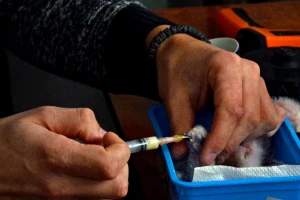 Da li biste ustajali na 45 minuta da hranite ptiće papagaja?