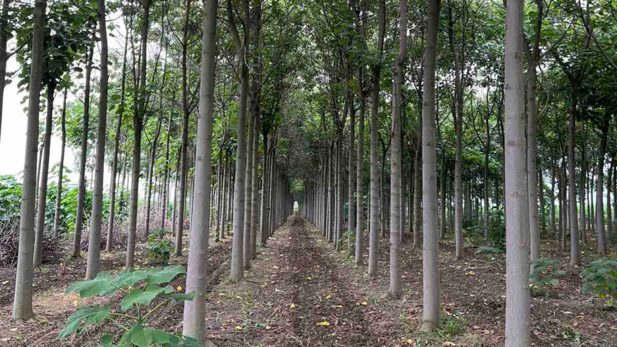 Prodaju 2.300 stabala paulovnije sa sve zemljom i vikendicom - kupca nigde?