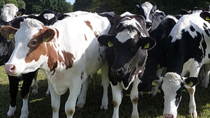 Profesionalno u odgoju teladi i junica!