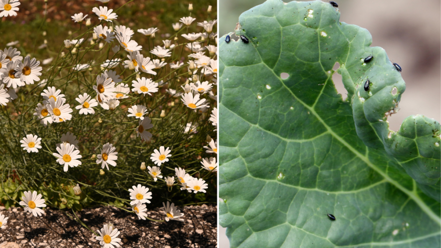 Kako od buhača napraviti prirodni insekticid protiv buhača?