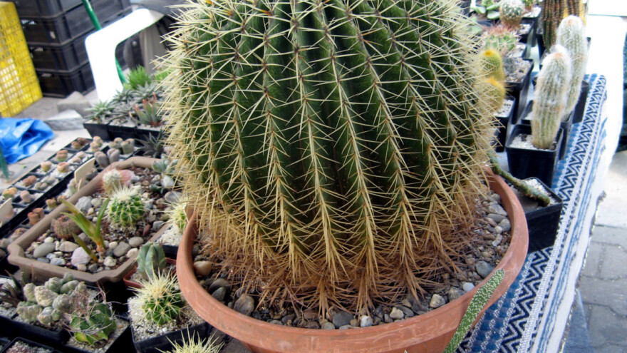 Dane Čudić vlasnik više od 1.000 vrsta kaktusa