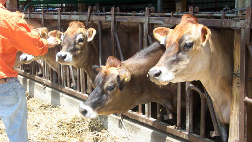 Kako do profitabilnog tova junadi?