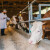 Šta je pokazalo izvješće o ostacima veterinarskih lijekova u hrani?