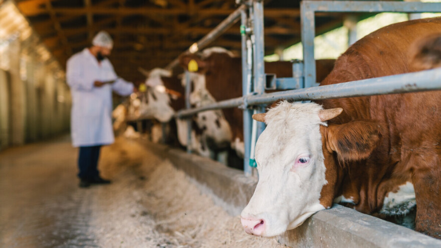 EFSA: Ostaci veterinarskih lekova u hrani i dalje su niski