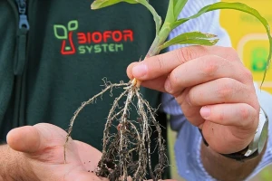 Biofor System - biljka sita, zemlja rastresita!
