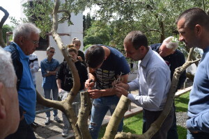 Radionice: Ekološki maslinici - cijepljenje, rezidba, zaštita