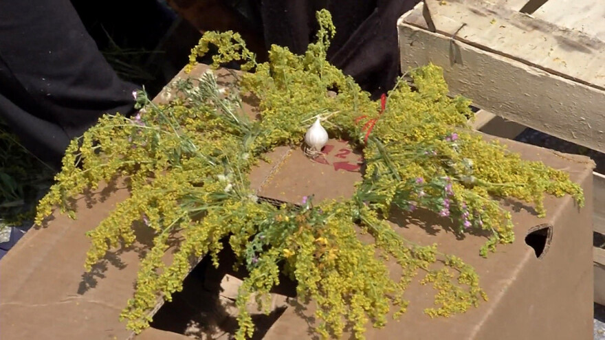 Ivanjdanski venci - zašto se upliću lekovite biljke, žitarice i beli luk?