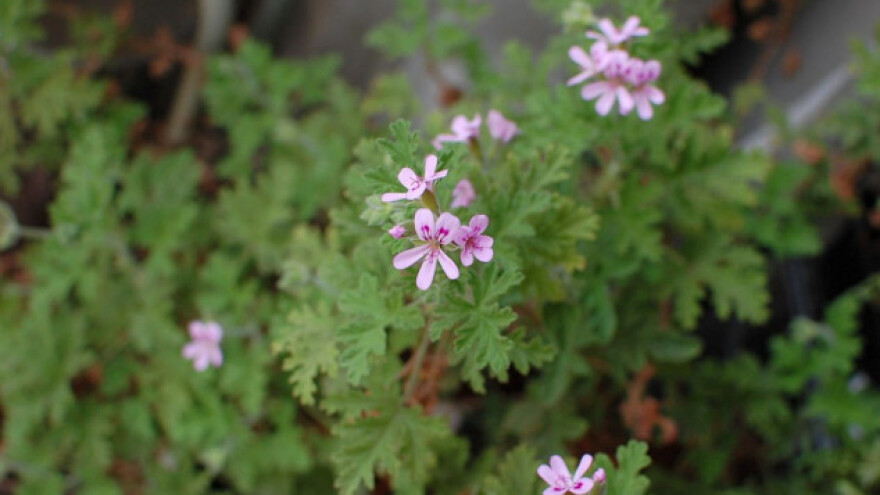 Muškatl - biljka čiji se miris dugo pamti