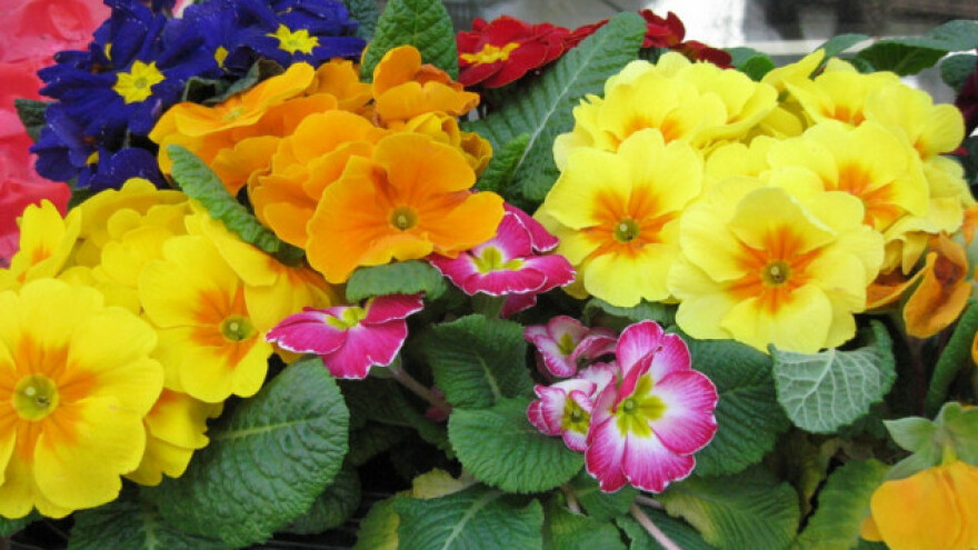 Jagorčevina - ukras i lek