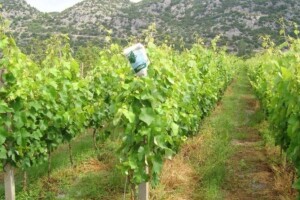 Bayer savjeti za vinogradare 19.06.-24.06.2018.