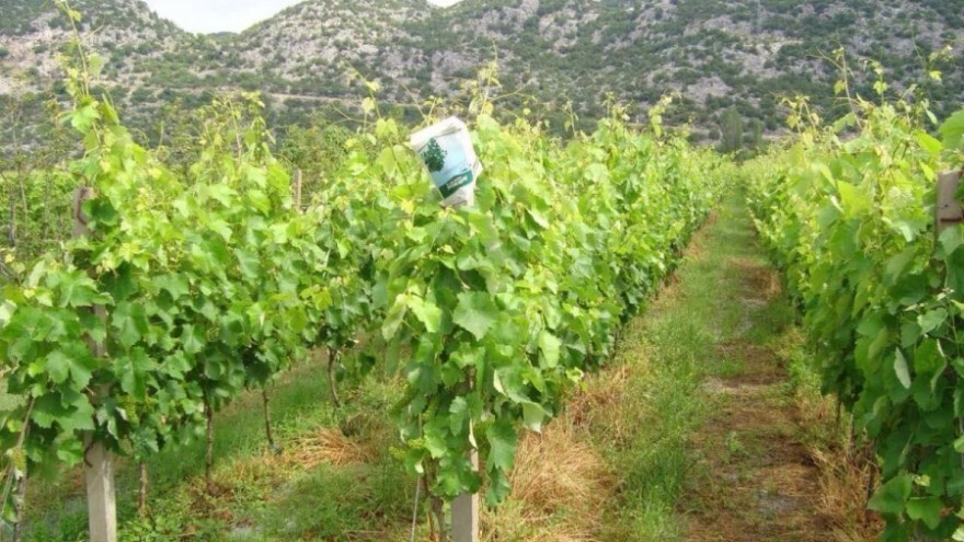 Bayer savjeti za vinogradare 18.06.-25.06.2018.